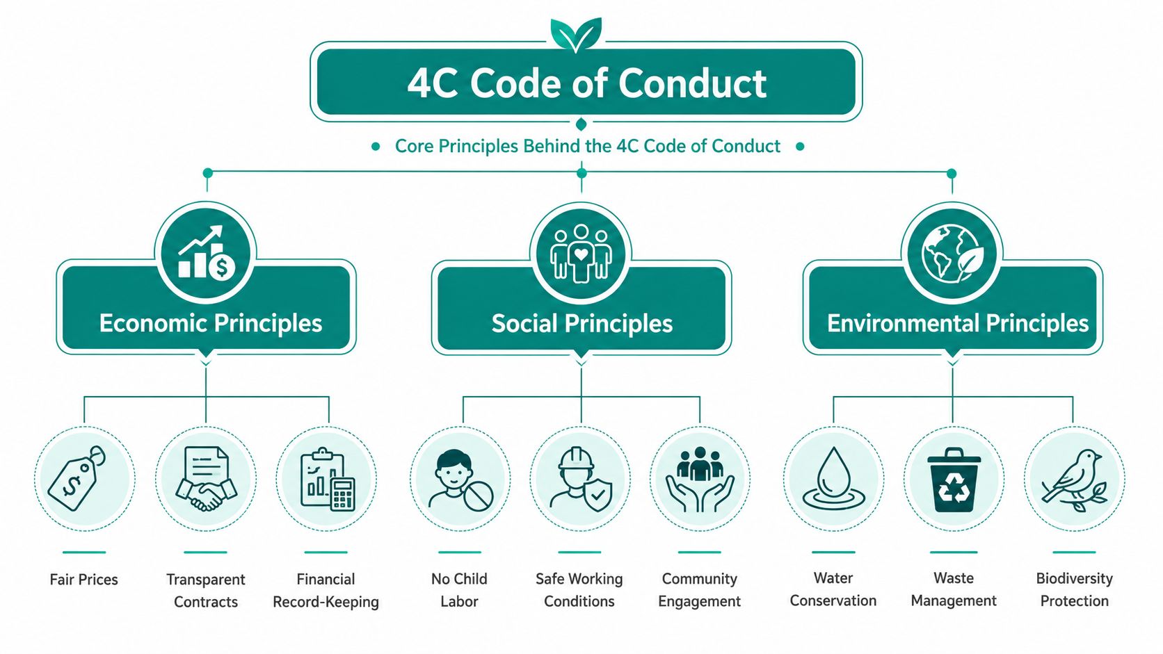 A diagram outlining the 4C Code of Conduct with economic, social, and environmental principles for coffee sustainability.
